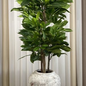 Arbol Níspero Japones 170cm